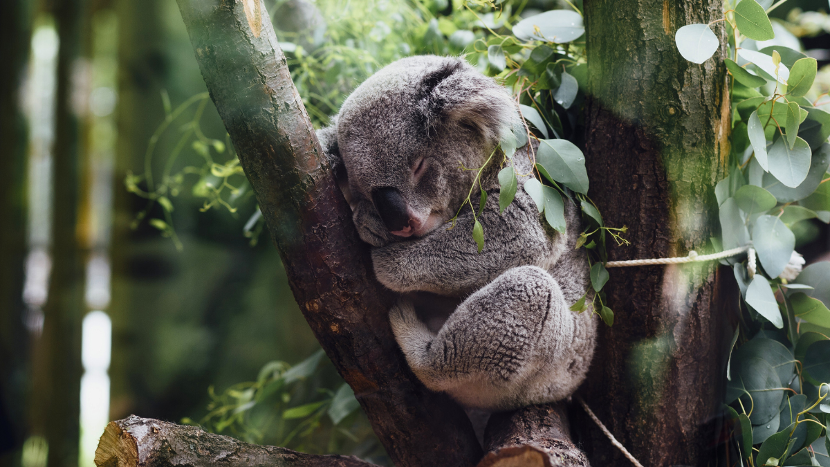 Koalas y desamor: ¿Realmente duermen por un corazón roto?