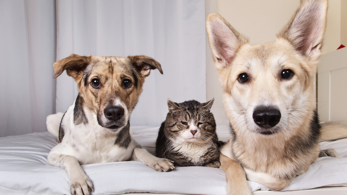 Lecciones de vida y espiritualidad que nos enseñan perros y gatos