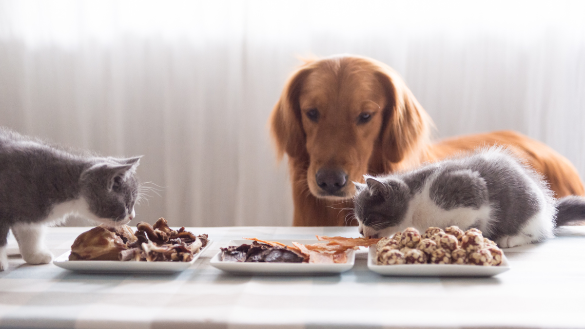 Guía de salud intestinal para tus mascotas: Nutrición y defensas