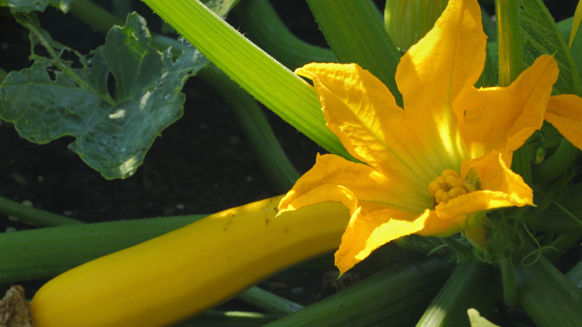 ¿Para qué sirve el té de flor de calabaza?