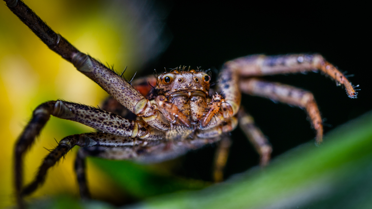 ¿Y si el veneno de araña pudiera salvar vidas? Descubre cómo...