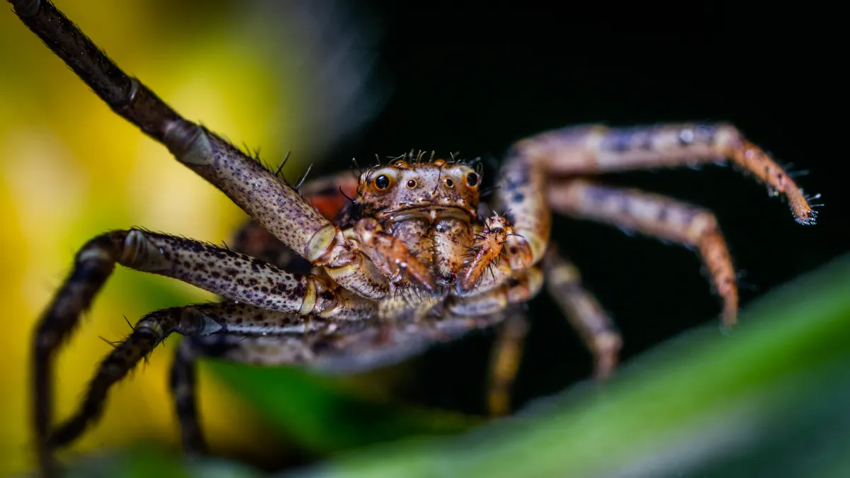 Investigadores mexicanos estudian venenos de araña con fines médicos.