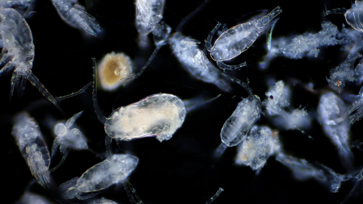 El zooplancton, un grupo de organismos microscópicos, está ayudando a reducir el calentamiento global