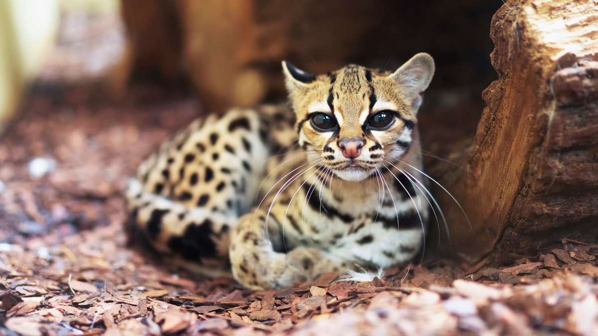 10 animales adorables con un lado oscuro y aterrador