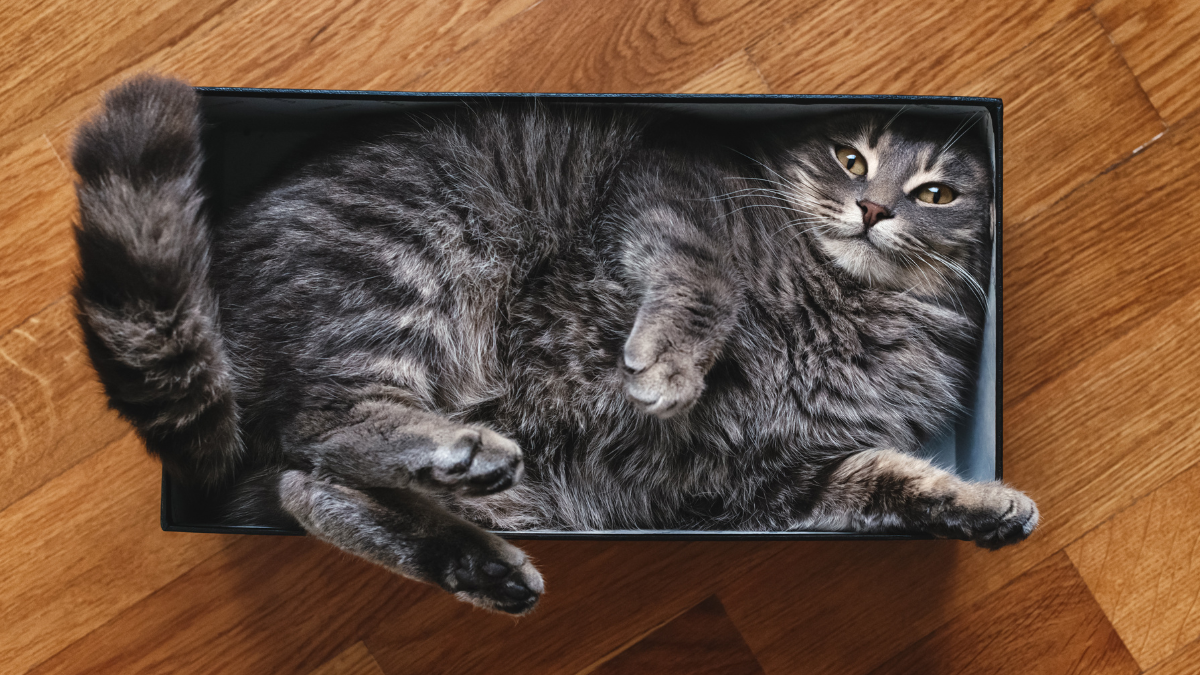 11 secretos que la cola de tu gato te revela