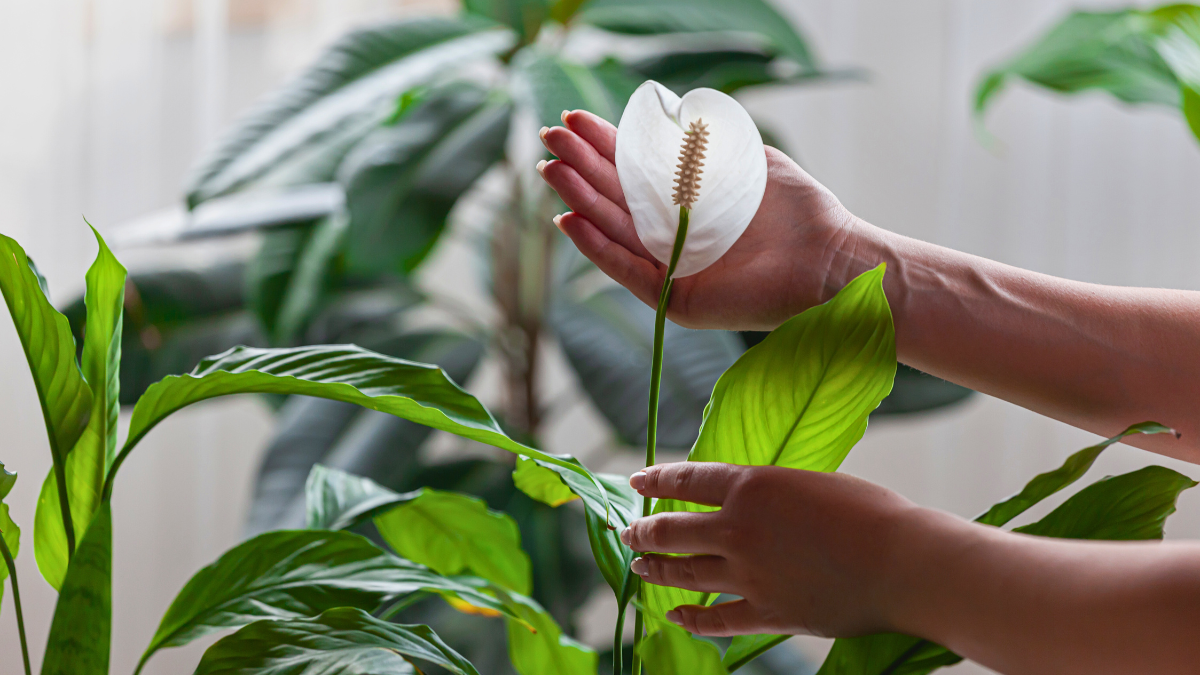 Esta es la planta que combina belleza y beneficios para tu salud