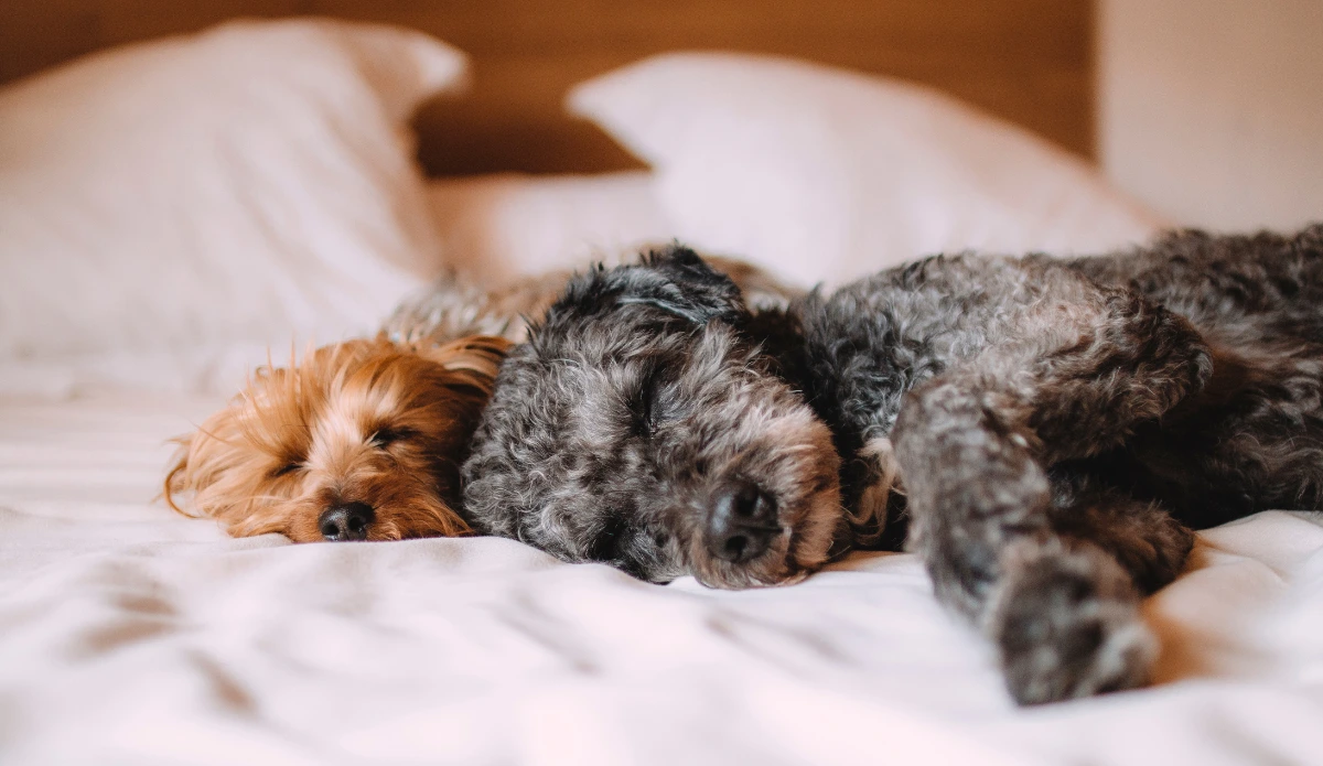 Día del Perro: los cuidados del perro por edad que debes saber