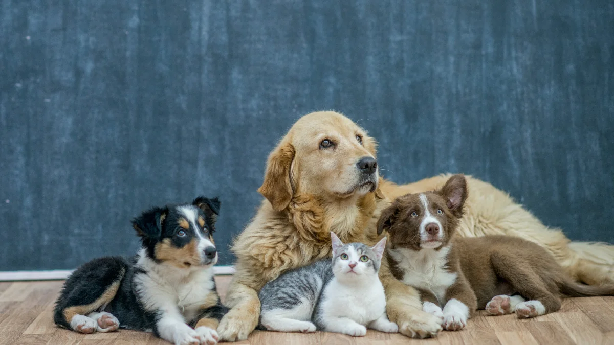 La CDMX aprueba la custodia compartida de mascotas en divorcios.