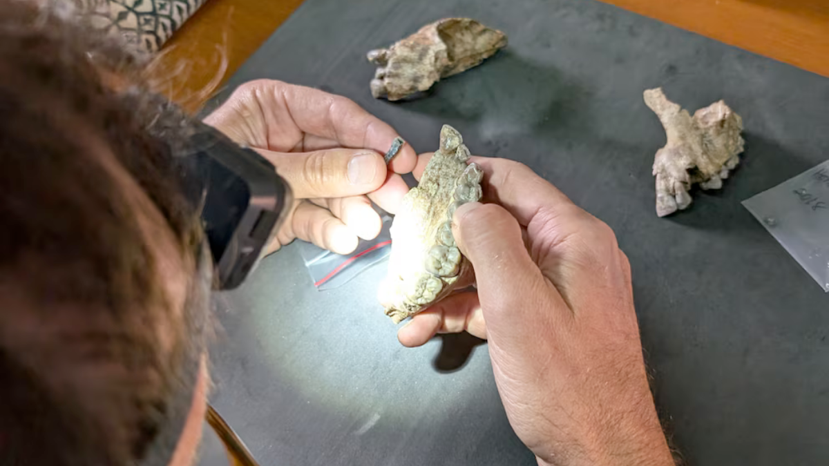 Descubren nueva especie hominina que reescribe la evolución