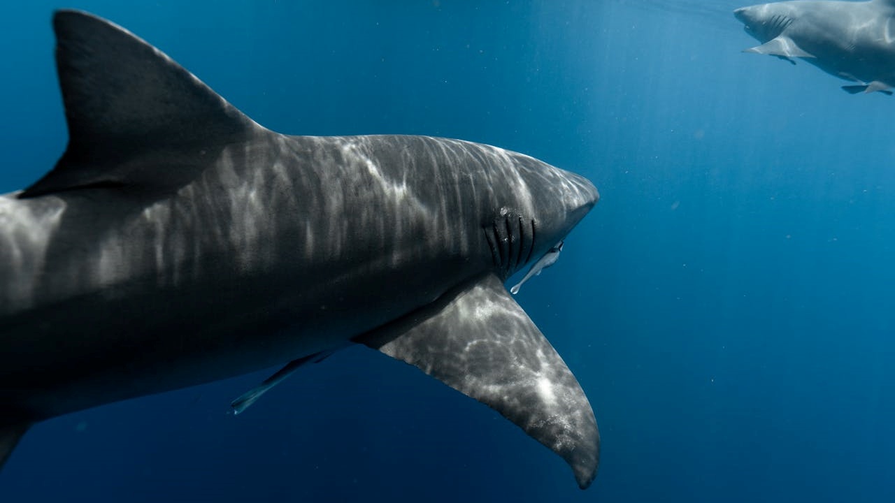La acidez de los océanos estaría provocando daños en los dientes de los tiburones