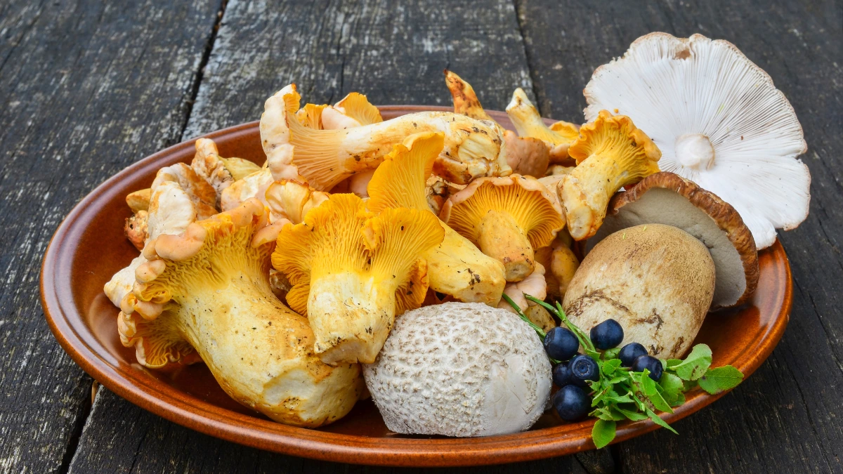 Hongos: Deliciosos y beneficiosos, pero cuidado con los no comestibles