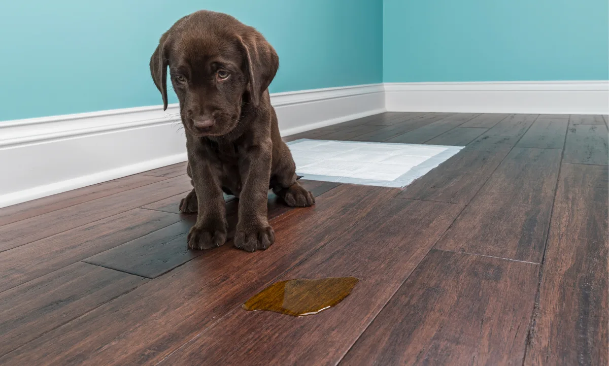 Olor a pipí de tu mascota (1)