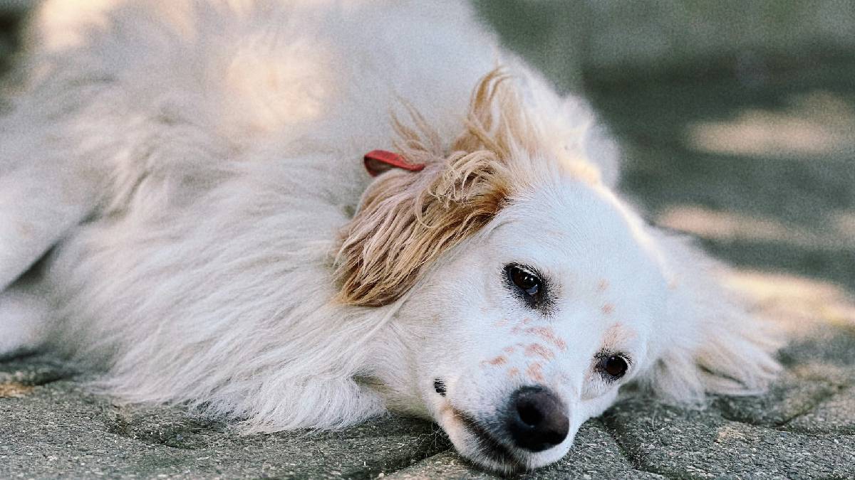 El dolor de perder a un perro: consejos para superarlo