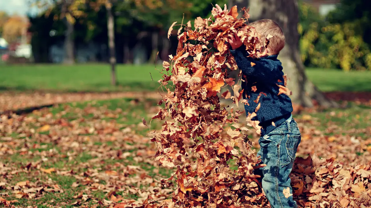 Más que hojas caídas: Lo que hace único al otoño