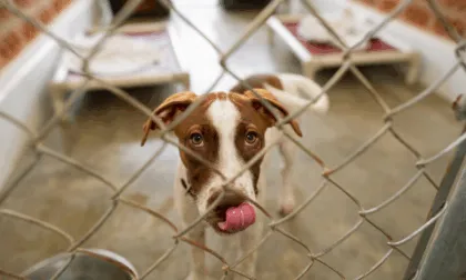 ayuda animales Veracruz