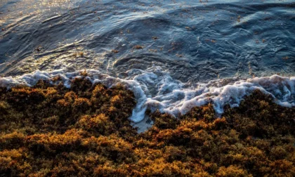 El sargazo es un problema, pero una gran solución. Descubre cómo México podría generar hidrógeno verde