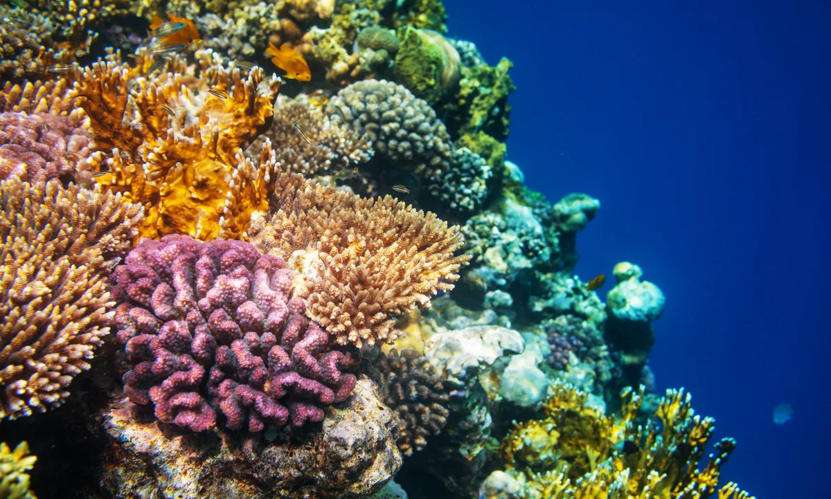 El planeta llega a su primer punto crítico ambiental: 80% de los corales está muriendo
