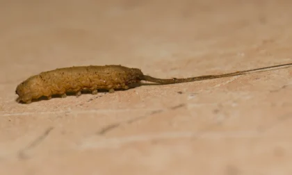 despues de las lluvias en varios estados del país, en Poza Rica causo alarma un gusano conocido como cola de rata