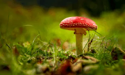 producción psilocibina hongos