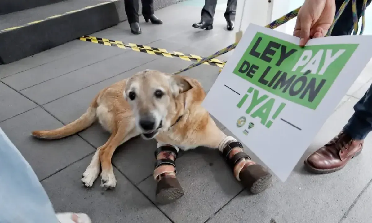 Ley Pay de Limón: castigo ejemplar al maltrato animal en México