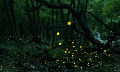 Las luciérnagas están desapareciendo. Descubre por qué su brillo corre peligro y cómo puedes ayudar a que sigan iluminando nuestras noches.