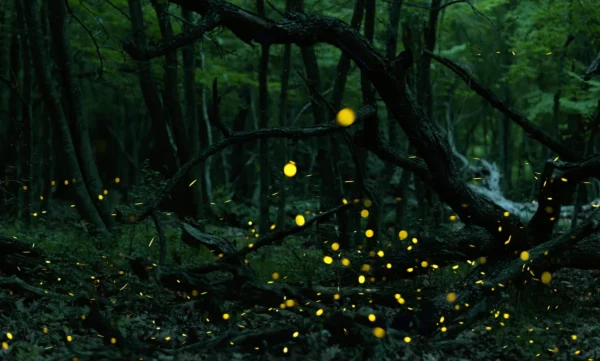 Las luciérnagas están desapareciendo. Descubre por qué su brillo corre peligro y cómo puedes ayudar a que sigan iluminando nuestras noches.