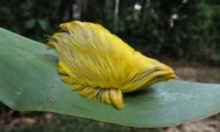 Alerta en México por la oruga peluche: parece inofensiva, pero es venenosa