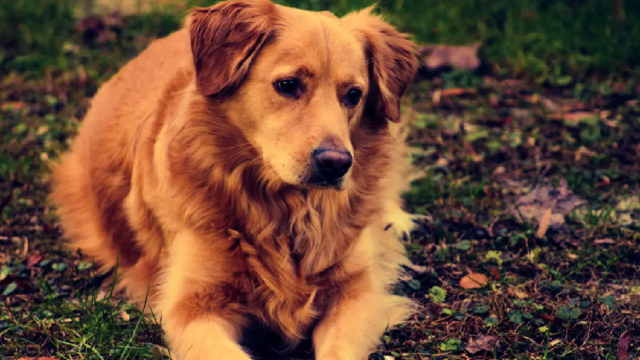 La experiencia real de tener un perro: lo bueno y lo difícil