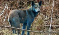 Aparecen perros azules de Chernóbil que sorprenden a la ciencia