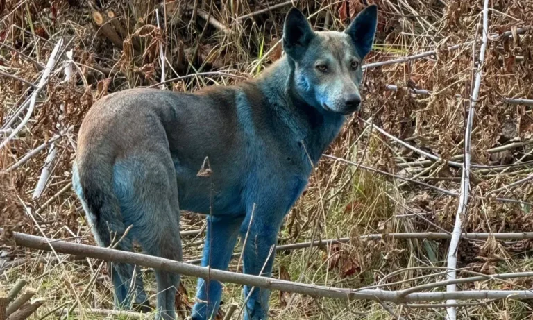 perros azules de Chernóbil