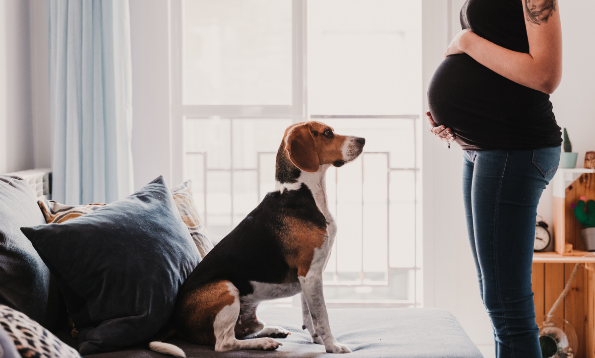 ¿Cómo cambian los perros ante el embarazo humano?
