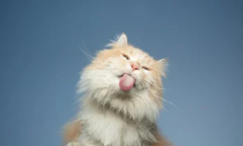 Conoce los síntomas de la salud mental de gatos y las claves para ofrecerles un entorno estimulante.