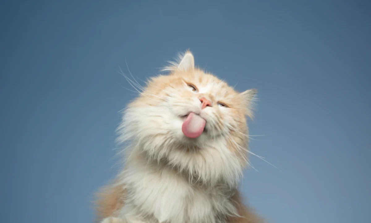 La salud mental de tu gato: Cómo identificar y prevenir el estrés