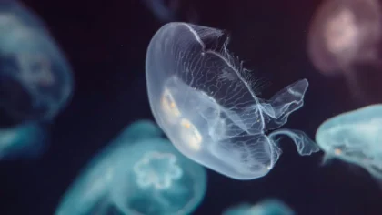 La exploración de las profundidades marinas ha sido limitada por factores físicos, económicos y de interés global.