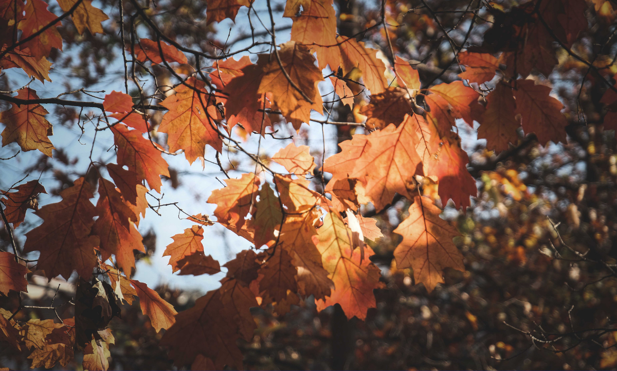 ¿Por qué en otoño tenemos más sueño? La ciencia tiene la respuesta