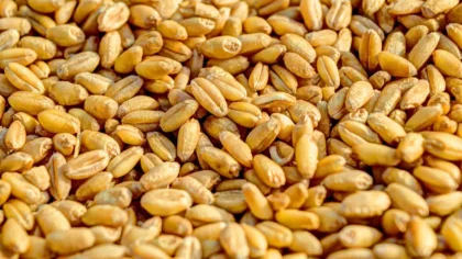 sensibilidad al gluten