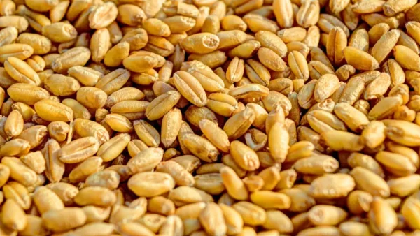 sensibilidad al gluten