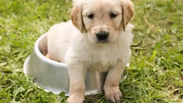 Lo que interpretamos como comportamientos extraños son, en realidad, piezas del lenguaje canino, una mezcla de instinto, comunicación y búsqueda de bienestar.