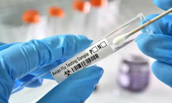 La variante H5N5 ha provocado enfermedad grave en aves silvestres y se ha detectado en varios mamíferos como mapaches, zorros y mofetas en Canadá.