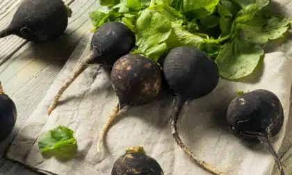 Limpia tu organismo y mejora tu bienestar con el rábano negro, un poderoso antioxidante natural.