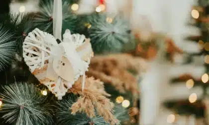 5 pinos de Navidad naturales