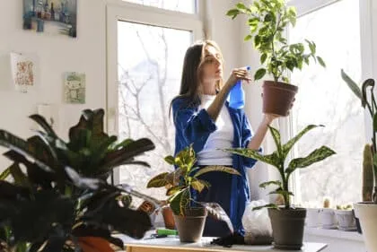 7 plantas de interior y sus beneficios