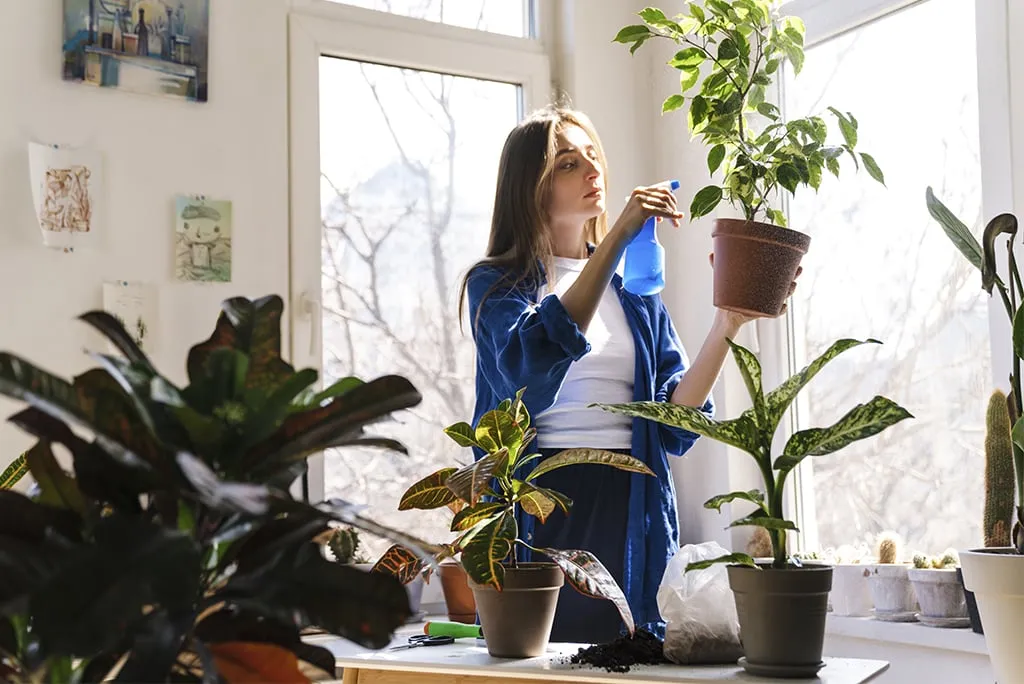 7 plantas de interior y sus beneficios