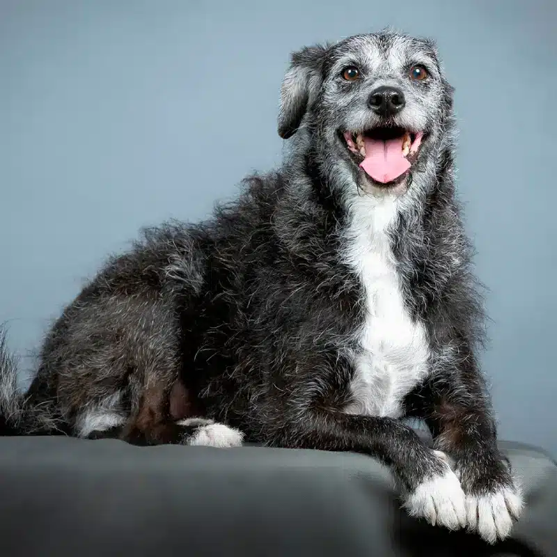 A qué edad se empieza a considerar un perro viejito, según expertos