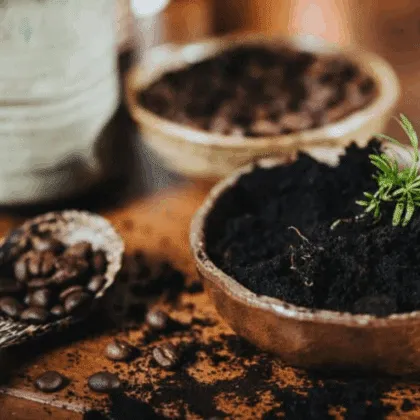 Cafe para tus plantas beneficios que no conocías