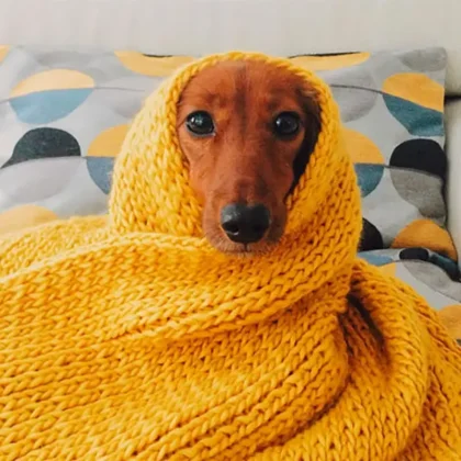 Diez consejos para cuidar a tu perro en temporada de frío