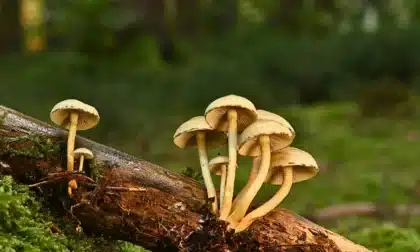 Más que un alimento, los hongos en México conectan ecosistemas.