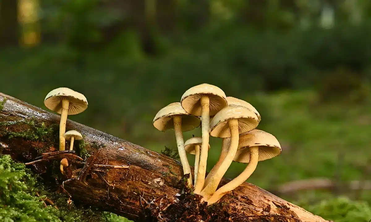Más que un alimento, los hongos en México conectan ecosistemas.
