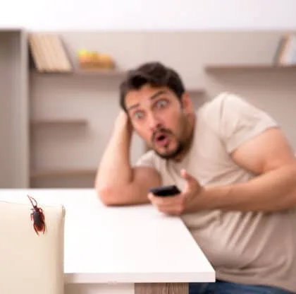 Insectos en casa
