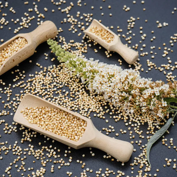 Quinoa una gran fuente de proteínas